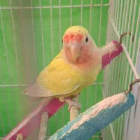 کوتوله برزیلی