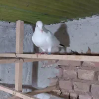 پرنده