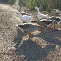 قوغاز و غاز محلی|حیوانات مزرعه|رشت, شهرک صنعتی|دیوار