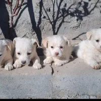 سگ پاکوتاه (معاوضه هم دارم )