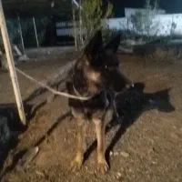 واگذاری ژرمن شپرد کلاسیک مو کوتاه