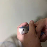 طوطی فیشر برزیلی سالم بامزه (دستی)|پرنده|شاهین‌شهر, فردوسی|دیوار