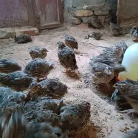 بلدرچین|حیوانات مزرعه|نیمروز, |دیوار