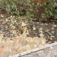 سگ شیتوز|سگ|قزوین, |دیوار