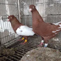 یبال سرخ|پرنده|شوشتر, |دیوار