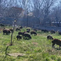 فروش بره خوش گوشت میانگین وزن ۴۰کیلوگرم
