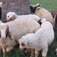 بره گوسفند