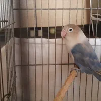 کوتوله ماده دو عدد و یک نر