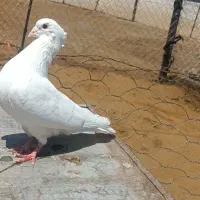 کبوتر|پرنده|چگنی, |دیوار