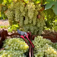 کشمش قلمی بدون هسته و ارگانیک|خوردنی و آشامیدنی|شیراز, میانرود|دیوار