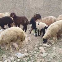 ۱۰عدد میش بره روزگاری
