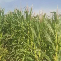 ذرت علوفه ای|خدمات باغبانی و درختکاری|بانش, |دیوار