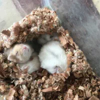 همسترکمپول منیاتوری|موش و خرگوش|شهریار, شهرک بهاران (ویره)|دیوار