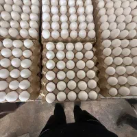 فروش تخم مرغ ساده ‌وپرینت