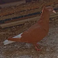 سرگرمی و فراغت ...|پرنده|شوشتر, |دیوار