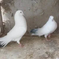 کبوتر تخمی|پرنده|رشت, پیرکلاچای|دیوار