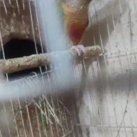 جوجه گرینچیک.عروس هلندی.مرغ عشق.|پرنده|گلبهار, شهر جدید گلبهار|دیوار