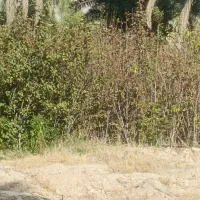 نهال سرو و خرمالو|خدمات باغبانی و درختکاری|شیراز, کوی زهرا|دیوار