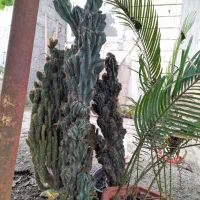 انواع گل و گیاه  صخره ای و ...