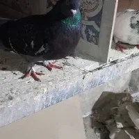 کبوترجفت با جوجه