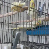 دو جفت عروس هلندی به ضمانت