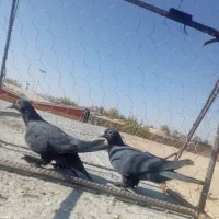 دوعدده کبوتر جونگ|پرنده|یزدان شهر, |دیوار