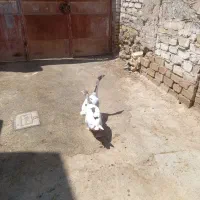 قاز،مرغ،جوجه،مرغ،غازماده