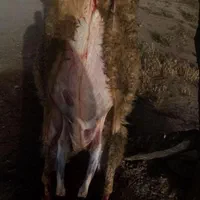 سلاخ قصاب سیار با امکانات مرادی|خدمات پذیرایی، مراسم|اراک, |دیوار