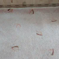 پلازا موکت|موکت|کارون, |دیوار