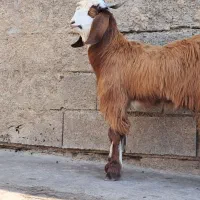 بز کهره|حیوانات مزرعه|بندر ماهشهر, |دیوار