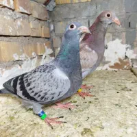 کفتر پلاکی جوجه عربستان