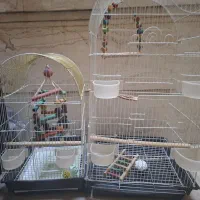 قفس و لانه پرنده