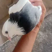 کفتر معاوضه
