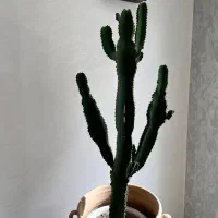 کاکتوس افوربیا کاملا سالم و درحال رشد