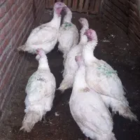 بوقلمون|حیوانات مزرعه|دهگلان, |دیوار