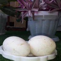 تخم قوغاز  برای جوجه شدن