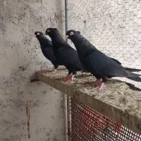 زاغ|پرنده|بهبهان, |دیوار