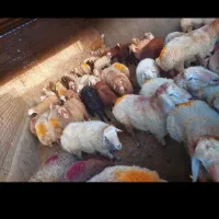 دام زنده خزایی