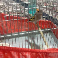 سلام دو عدد سهره نر یکی رسمی یکی دورگ|پرنده|پاکدشت, پاکدشت (مامازند)|دیوار