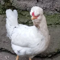 فروش مرغ خروس گلین کرچشو