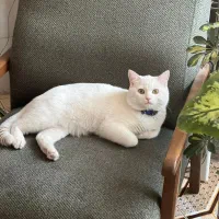 واگذاری گربه