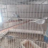 کبوتر زینتی