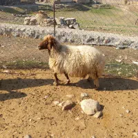 قیمت توافقی|حیوانات مزرعه|آبدانان, |دیوار