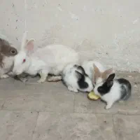 خرگوش لپ|موش و خرگوش|رباطکریم, رباطکریم|دیوار