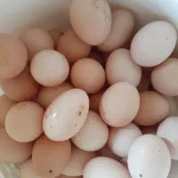 تخم مرغ نطفه دار