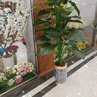 درخچه های اقساطی بدون پیش پرداخت