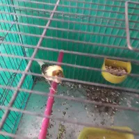 قناری،ماده ابلغ سرخ مناسب برای سهره