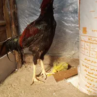 خروس لاری|حیوانات مزرعه|طاهرگوراب, |دیوار