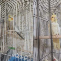 عروس هلندی جفت