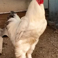 2عدد خروس برهما  خالص و مشتی